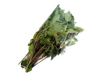 FEUILLE DE BASILIC